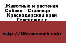 Животные и растения Собаки - Страница 10 . Краснодарский край,Геленджик г.